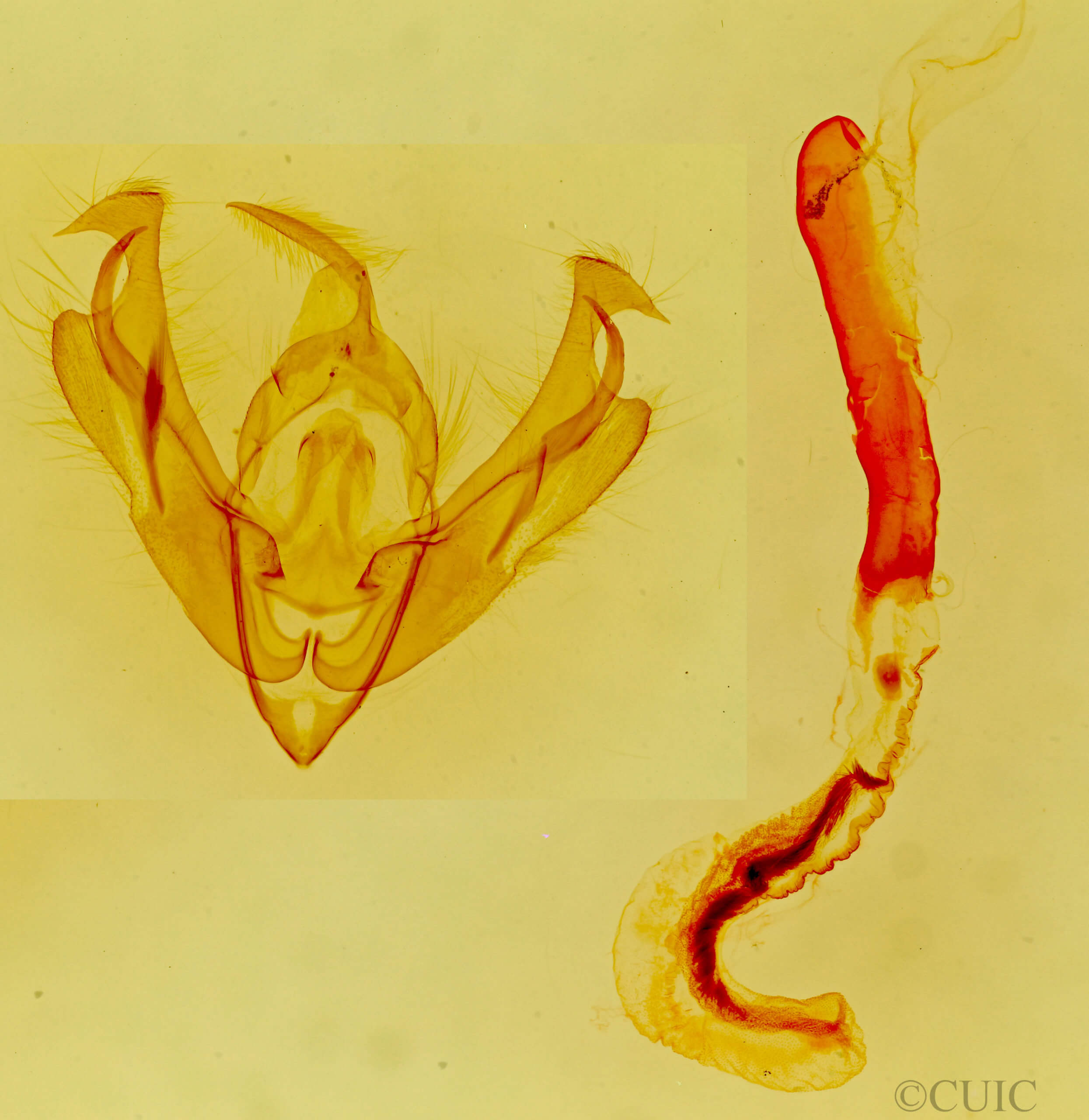 genitalia view of adult Lacinipolia spiculosa