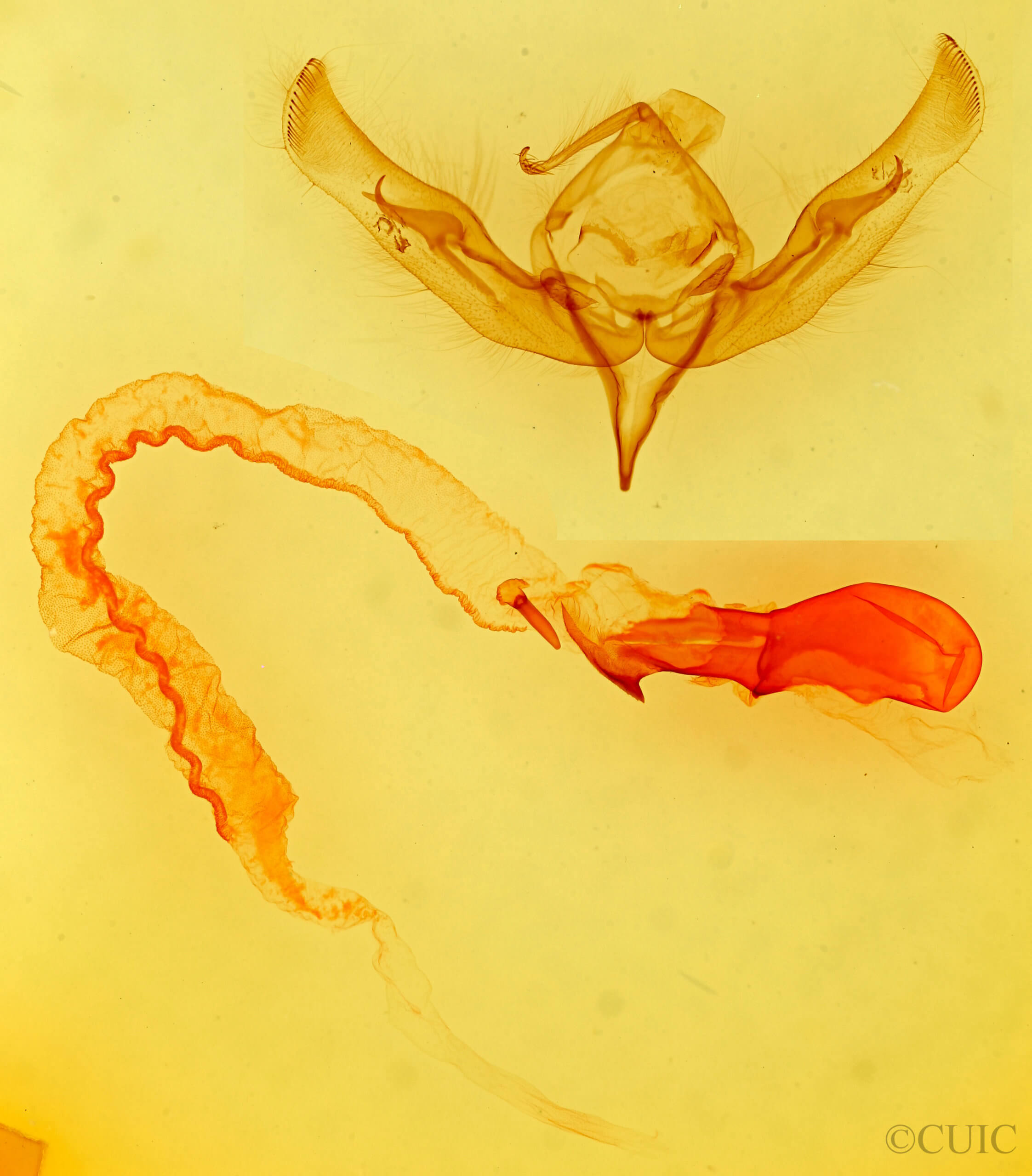 genitalia view of adult Anicla tepperi