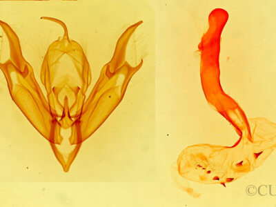 genitalia view of adult Caradrina montana