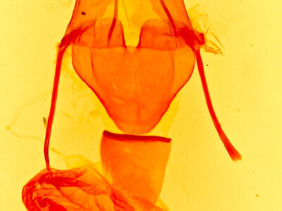 genitalia view of adult Caradrina montana