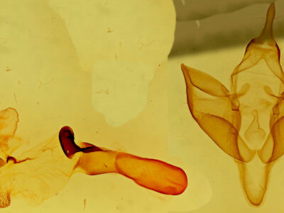 genitalia view of adult Apantesis carlotta