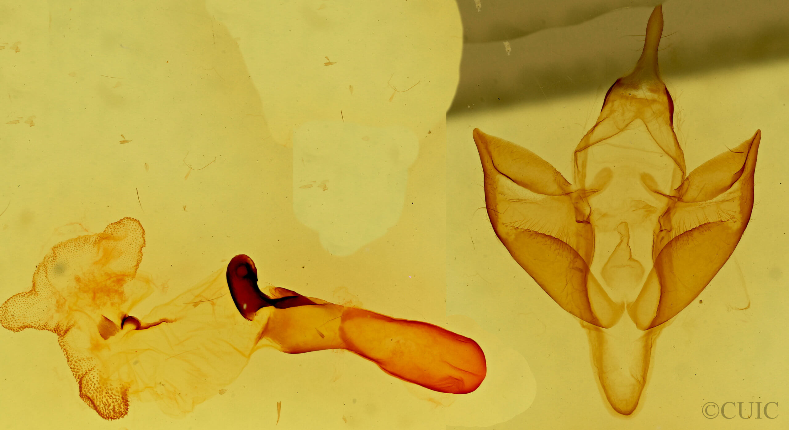 genitalia view of adult Apantesis carlotta