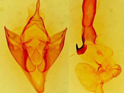 genitalia view of adult Apantesis carlotta