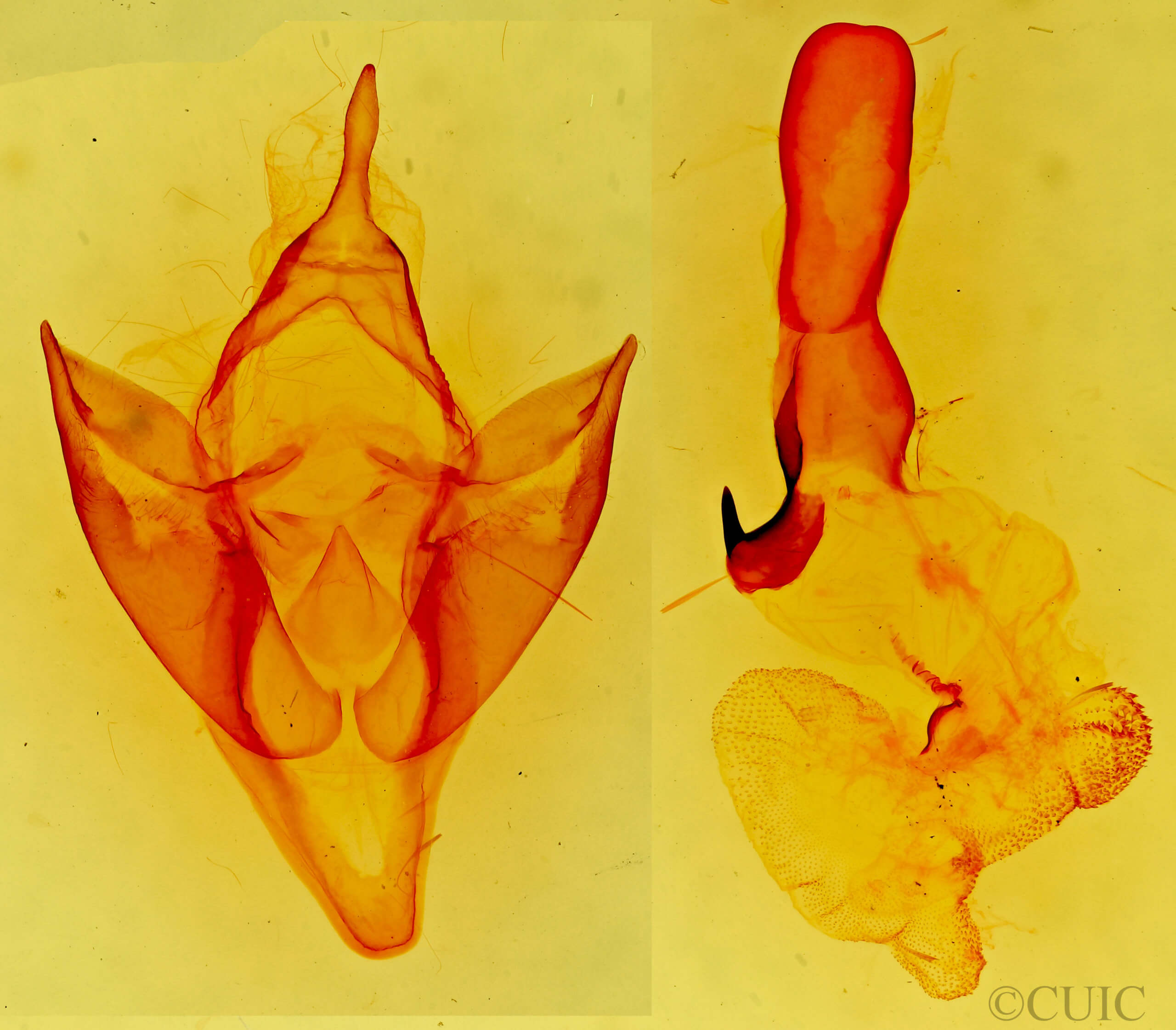 genitalia view of adult Apantesis carlotta