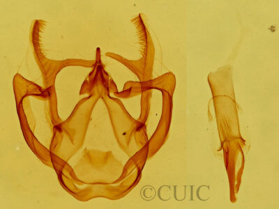 genitalia view of adult Rindgea ballandrata