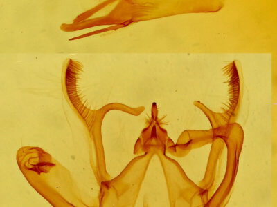 genitalia view of adult Rindgea ballandrata