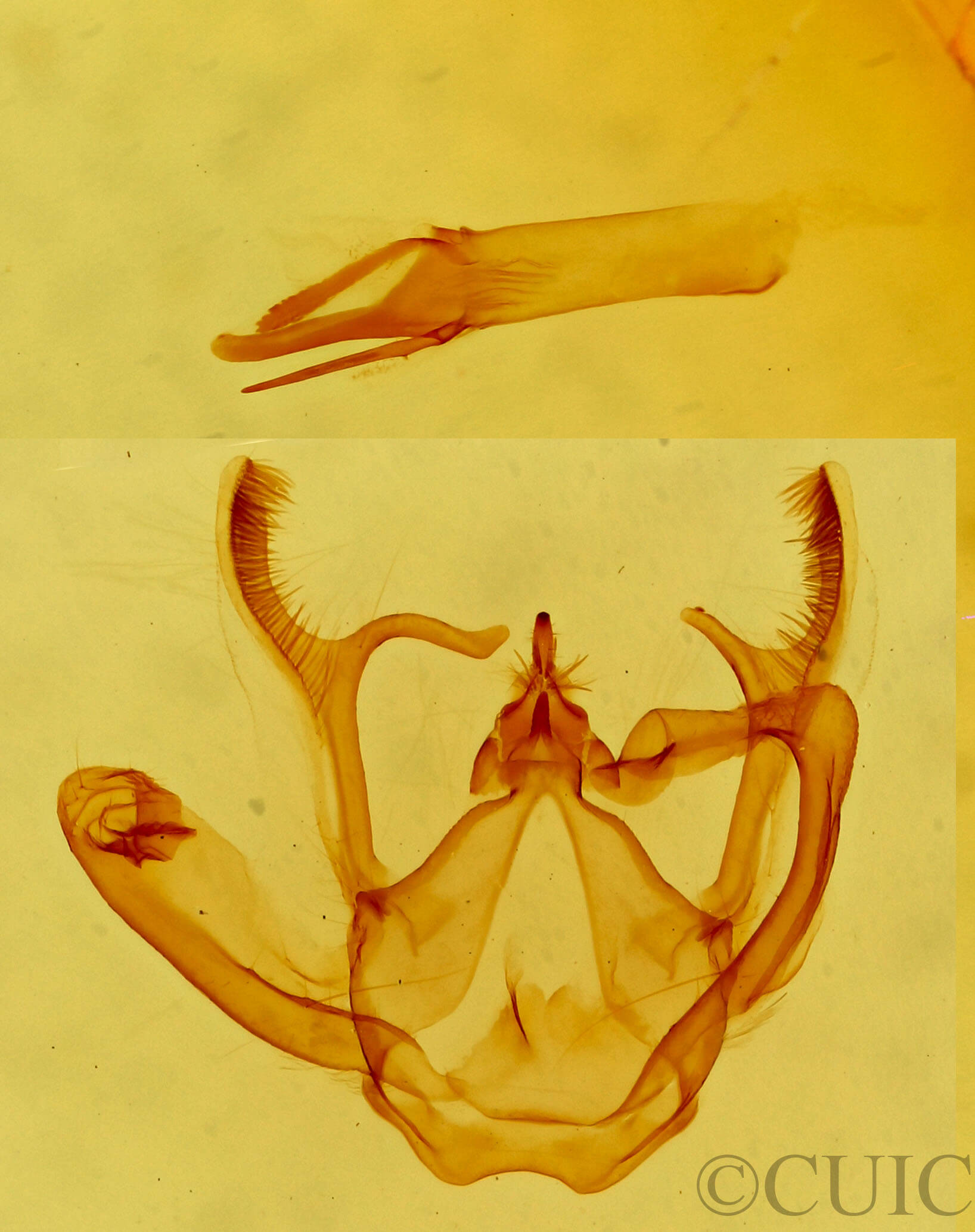 genitalia view of adult Rindgea ballandrata