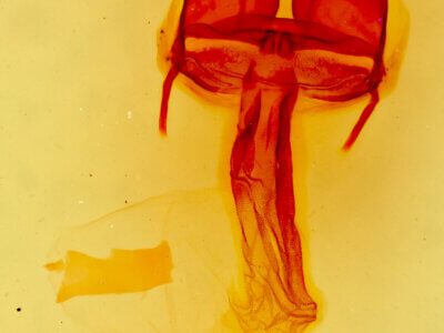 genitalia view of adult Hexorthodes citeria