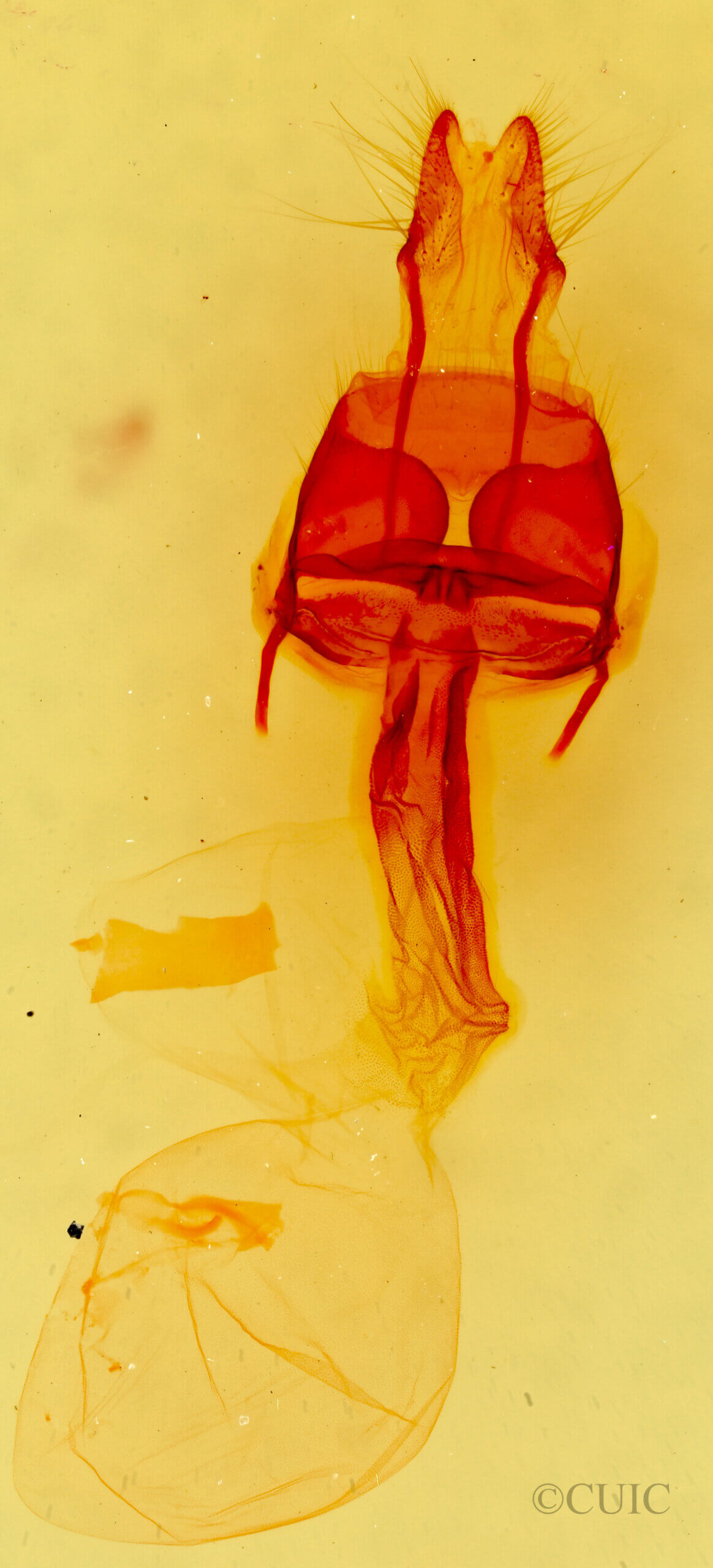 genitalia view of adult Hexorthodes citeria