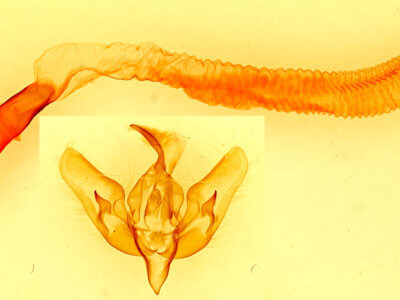 genitalia view of adult Dichagyris larga