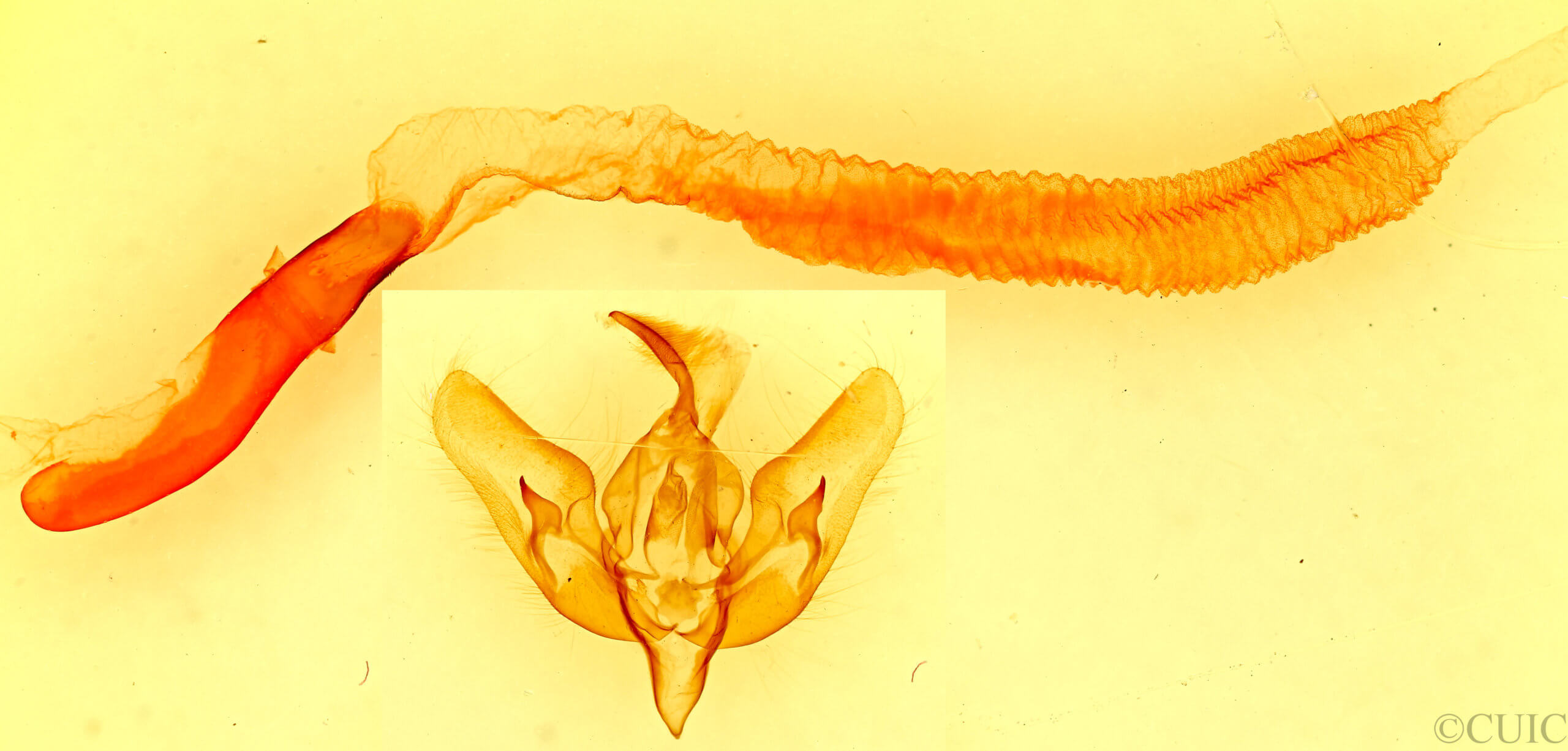 genitalia view of adult Dichagyris larga