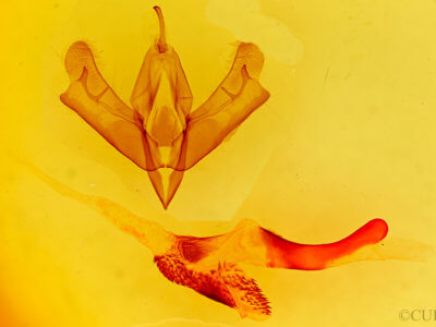 genitalia view of adult Acronicta brumosa liturata