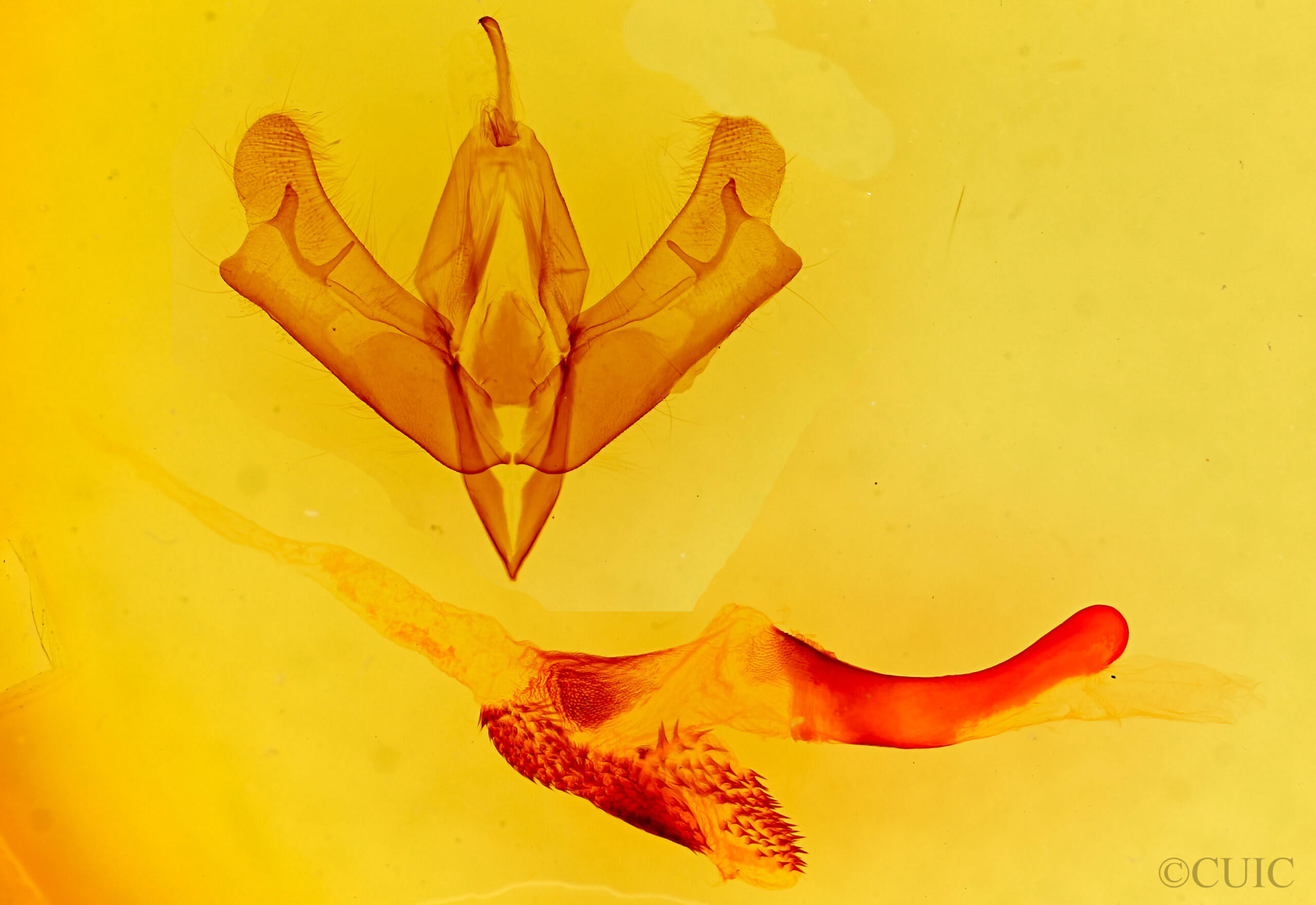 genitalia view of adult Acronicta brumosa liturata