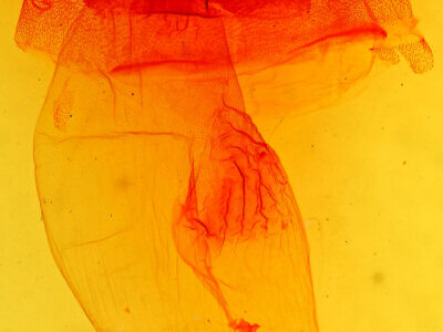 genitalia view of adult Acronicta brumosa liturata