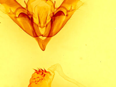 genitalia view of adult Acronicta atristrigatus