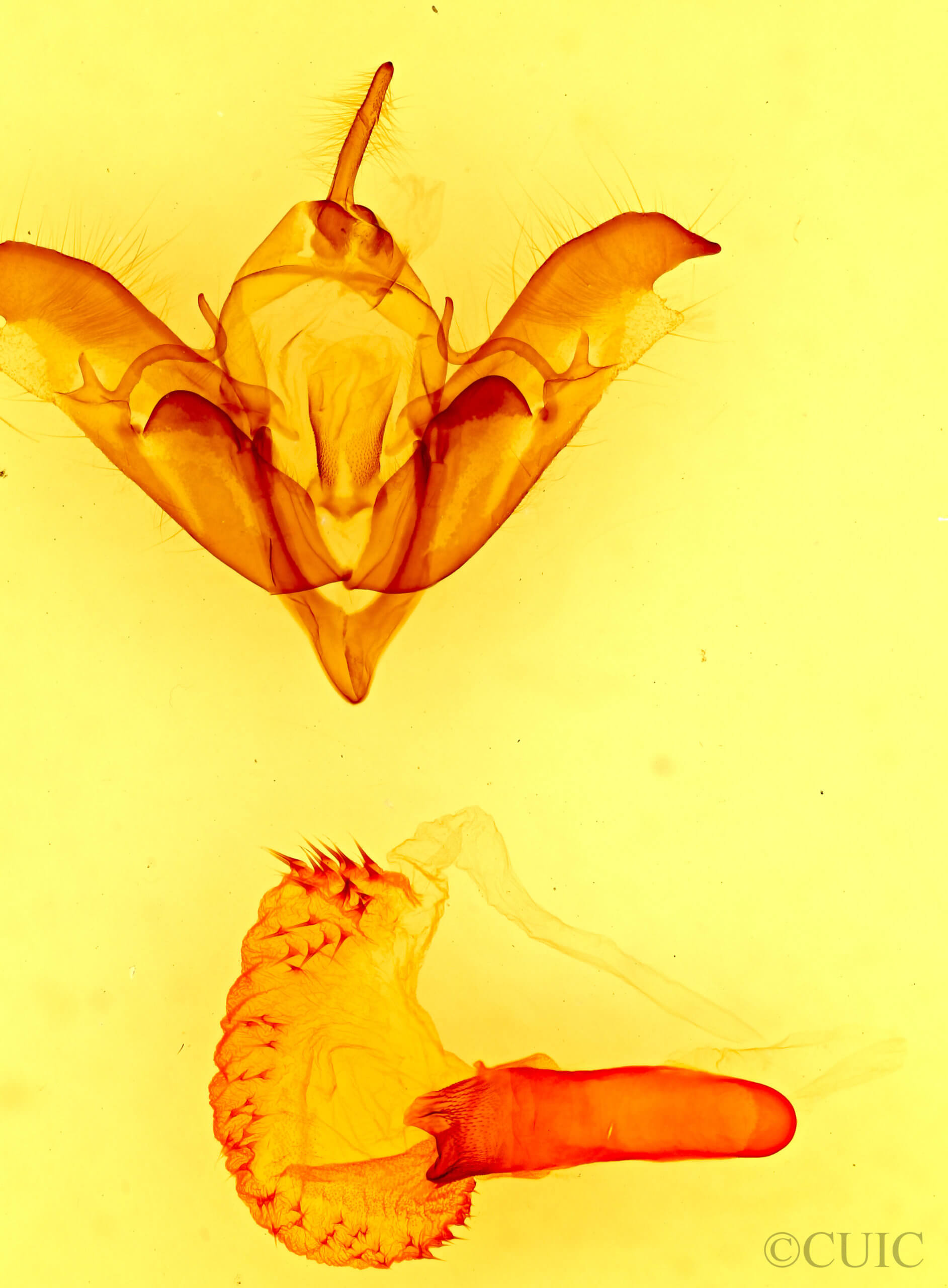 genitalia view of adult Acronicta atristrigatus