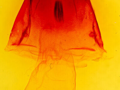 genitalia view of adult Acronicta atristrigatus