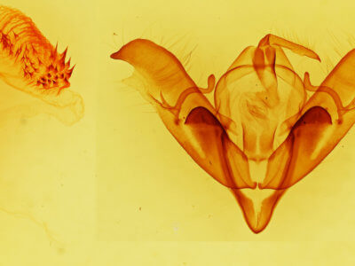 genitalia view of adult Acronicta atristrigatus