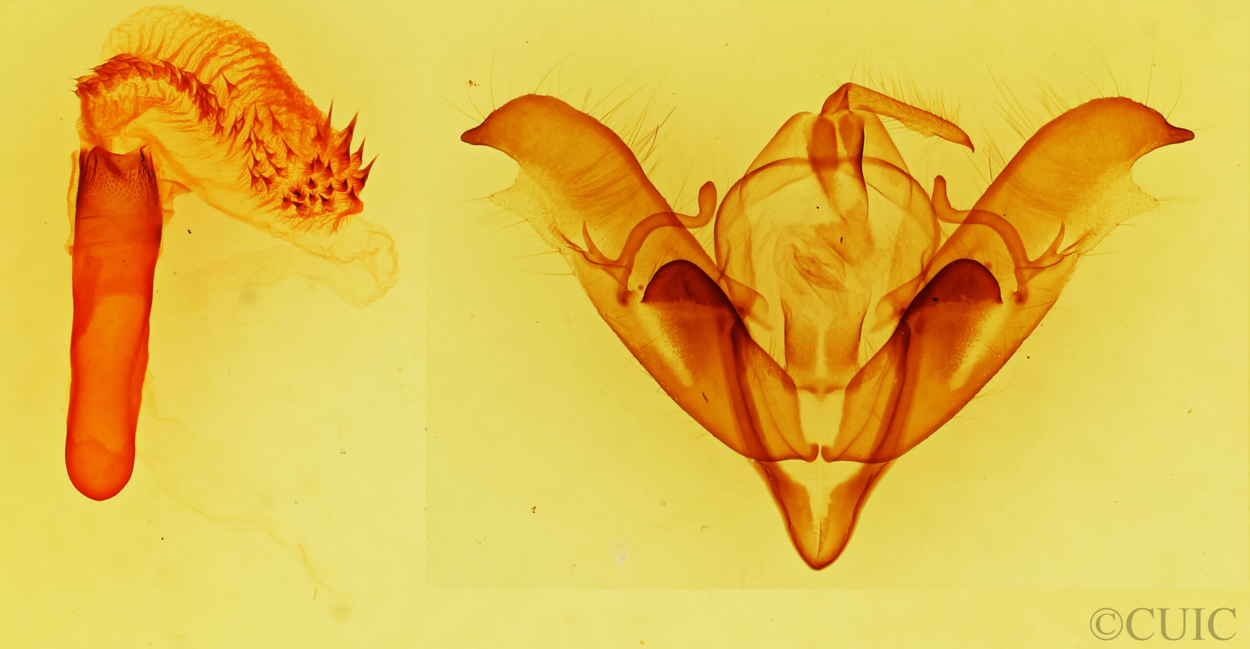 genitalia view of adult Acronicta atristrigatus