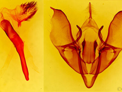 genitalia view of adult Acronicta beameri 