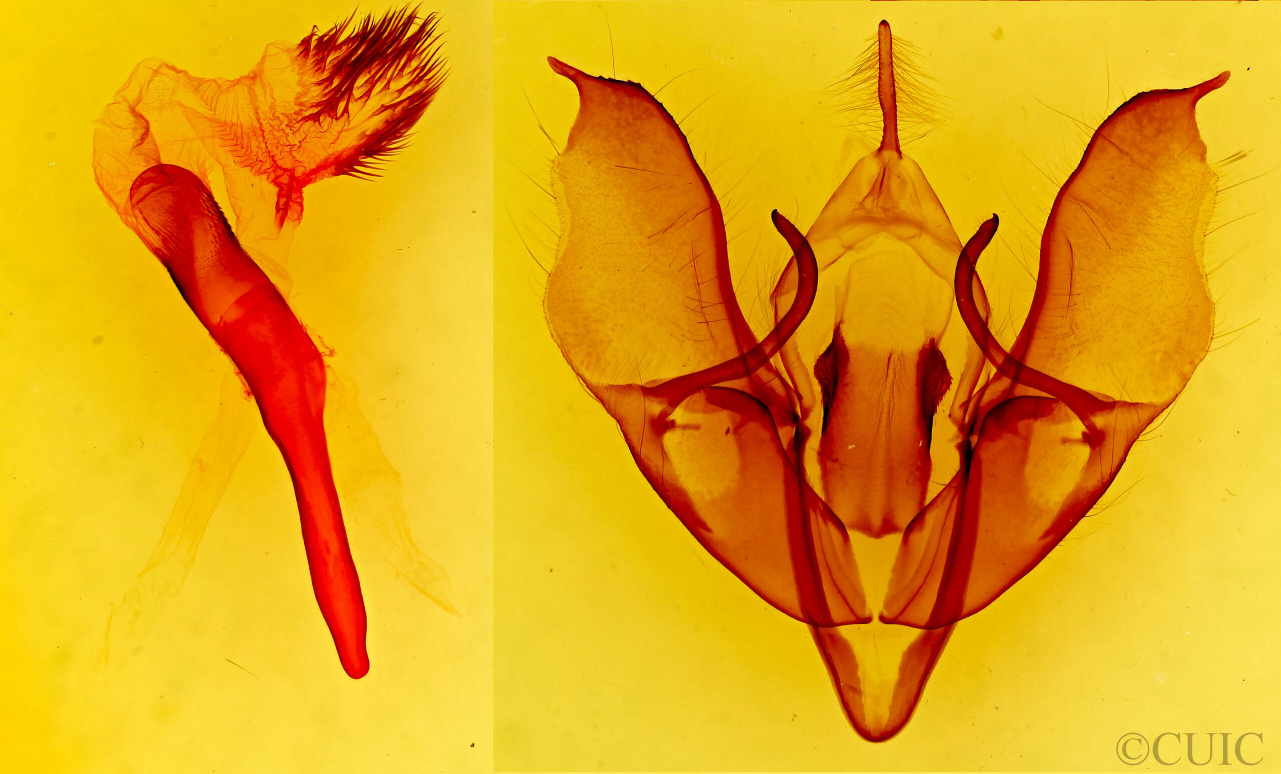 genitalia view of adult Acronicta beameri 