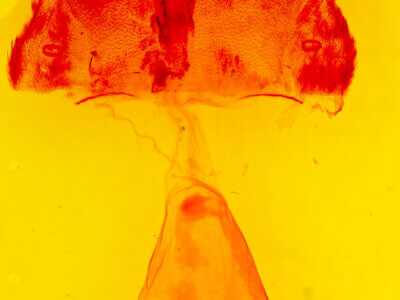 genitalia view of adult Acronicta beameri 