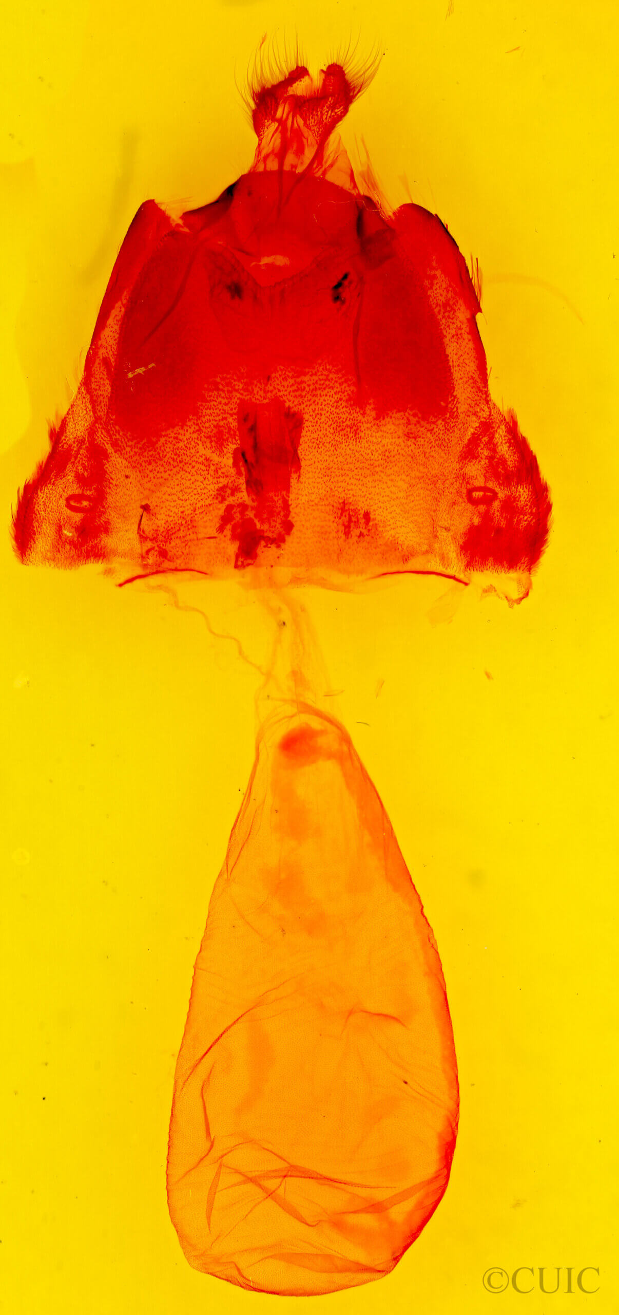 genitalia view of adult Acronicta beameri 