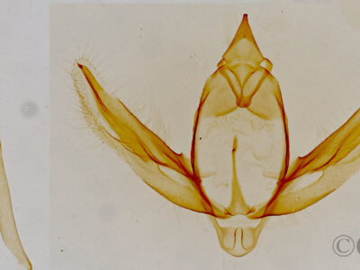genitalia view of adult Stenoporpia anastomosaria