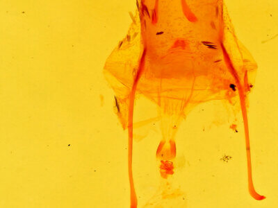 genitalia view of adult Stenoporpia anastomosaria