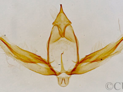 genitalia view of adult Stenoporpia anastomosaria