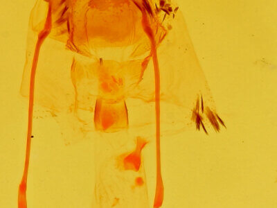 genitalia view of adult Stenoporpia anastomosaria