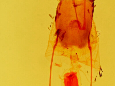 genitalia view of adult Stenoporpia anastomosaria