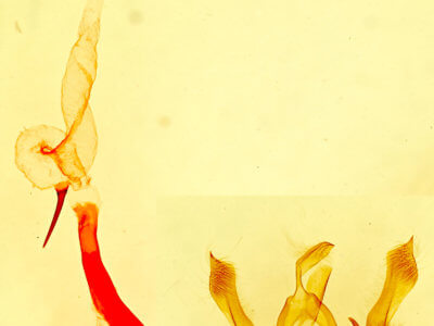 genitalia view of adult Homorthodes euxoiformis