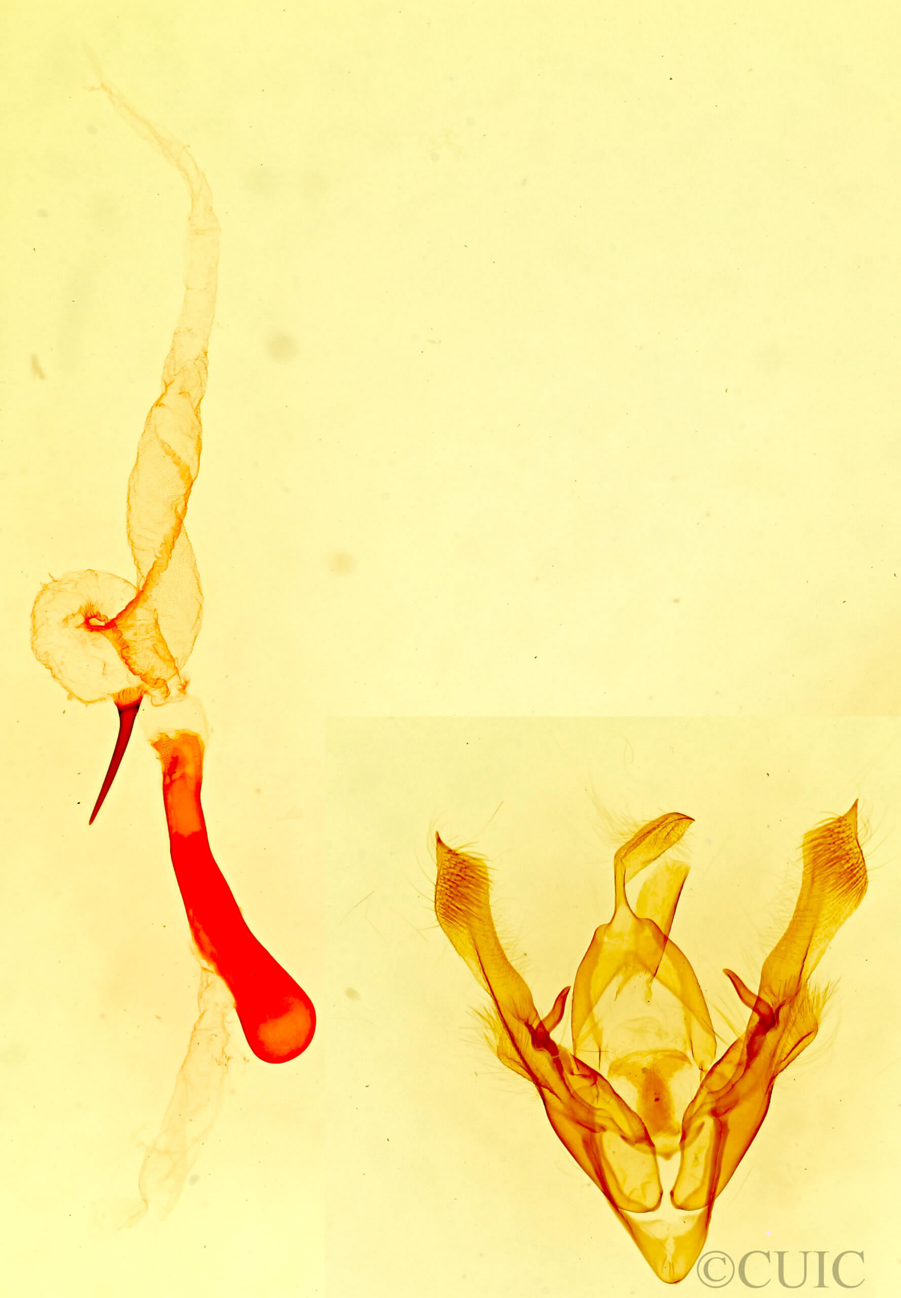 genitalia view of adult Homorthodes euxoiformis