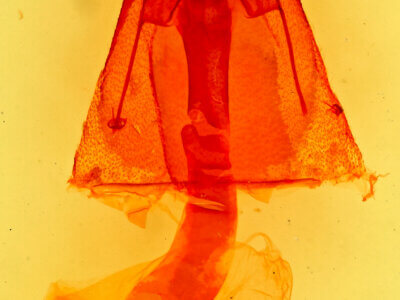 genitalia view of adult Homorthodes euxoiformis