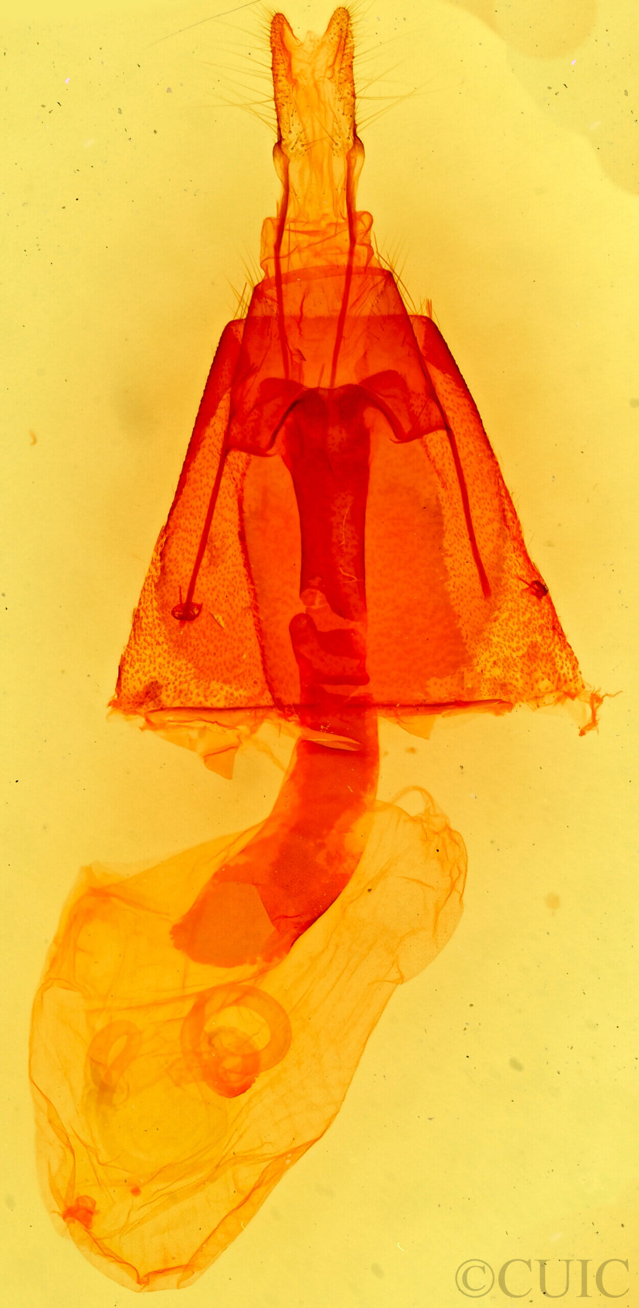 genitalia view of adult Homorthodes euxoiformis