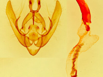 genitalia view of adult Pseudanarta basivirida
