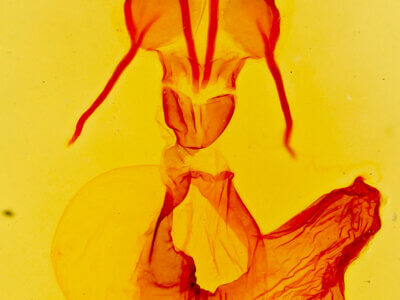 genitalia view of adult Pseudanarta basivirida