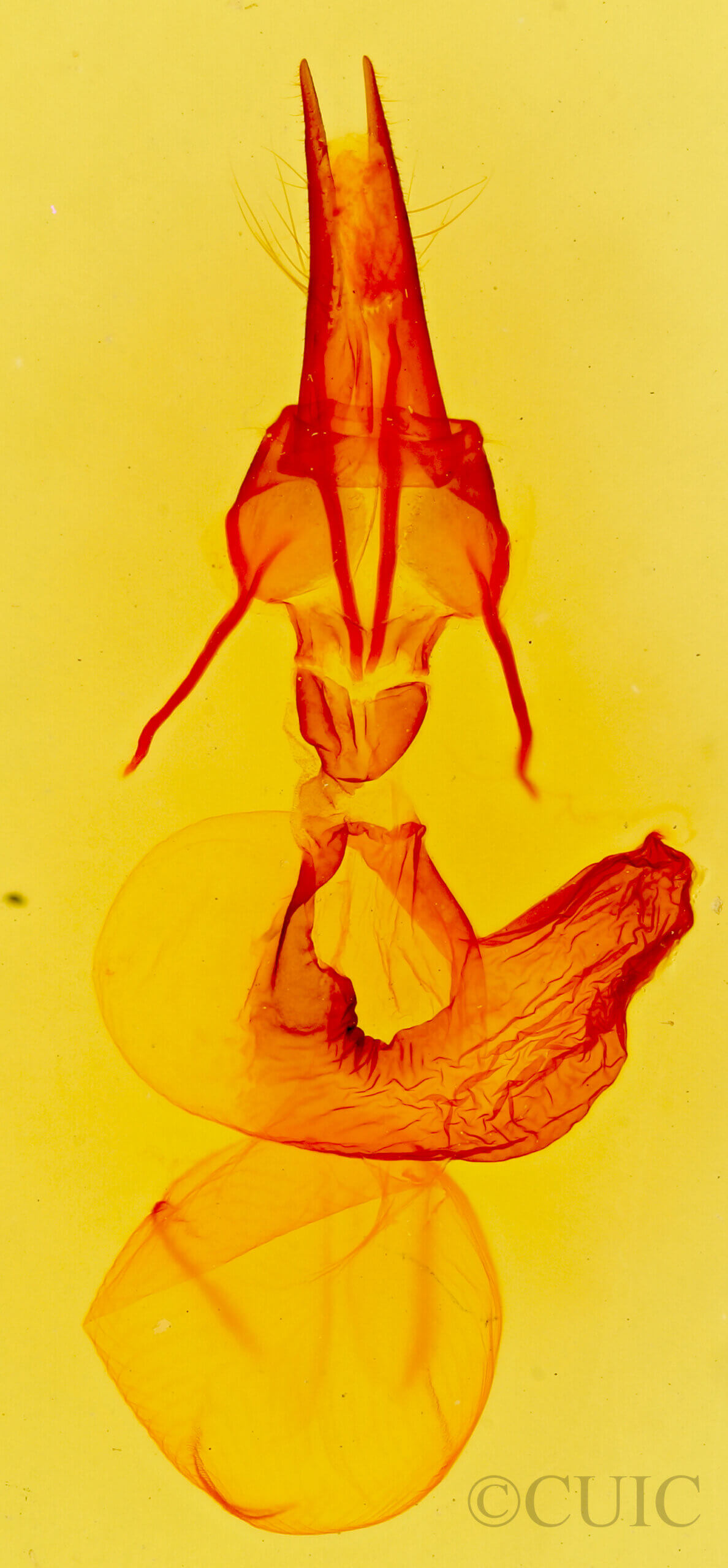 genitalia view of adult Pseudanarta basivirida