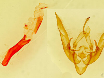 genitalia view of adult Homoanarta carneola