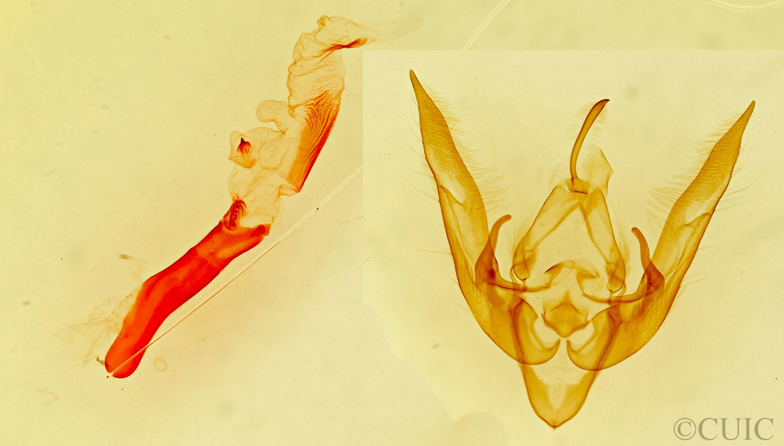 genitalia view of adult Homoanarta carneola