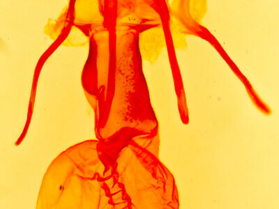 genitalia view of adult Homoanarta carneola