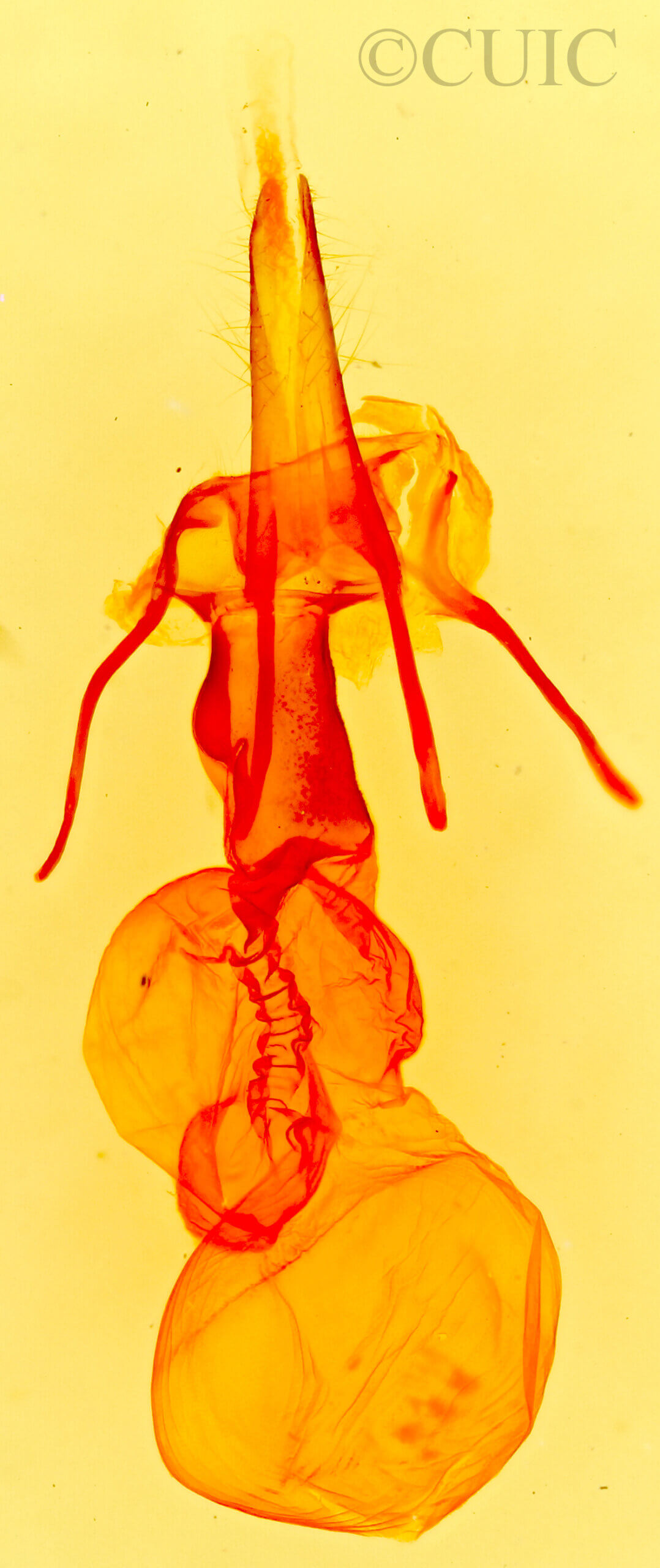 genitalia view of adult Homoanarta carneola