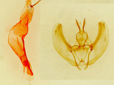 genitalia view of adult Phyllodonta peccataria