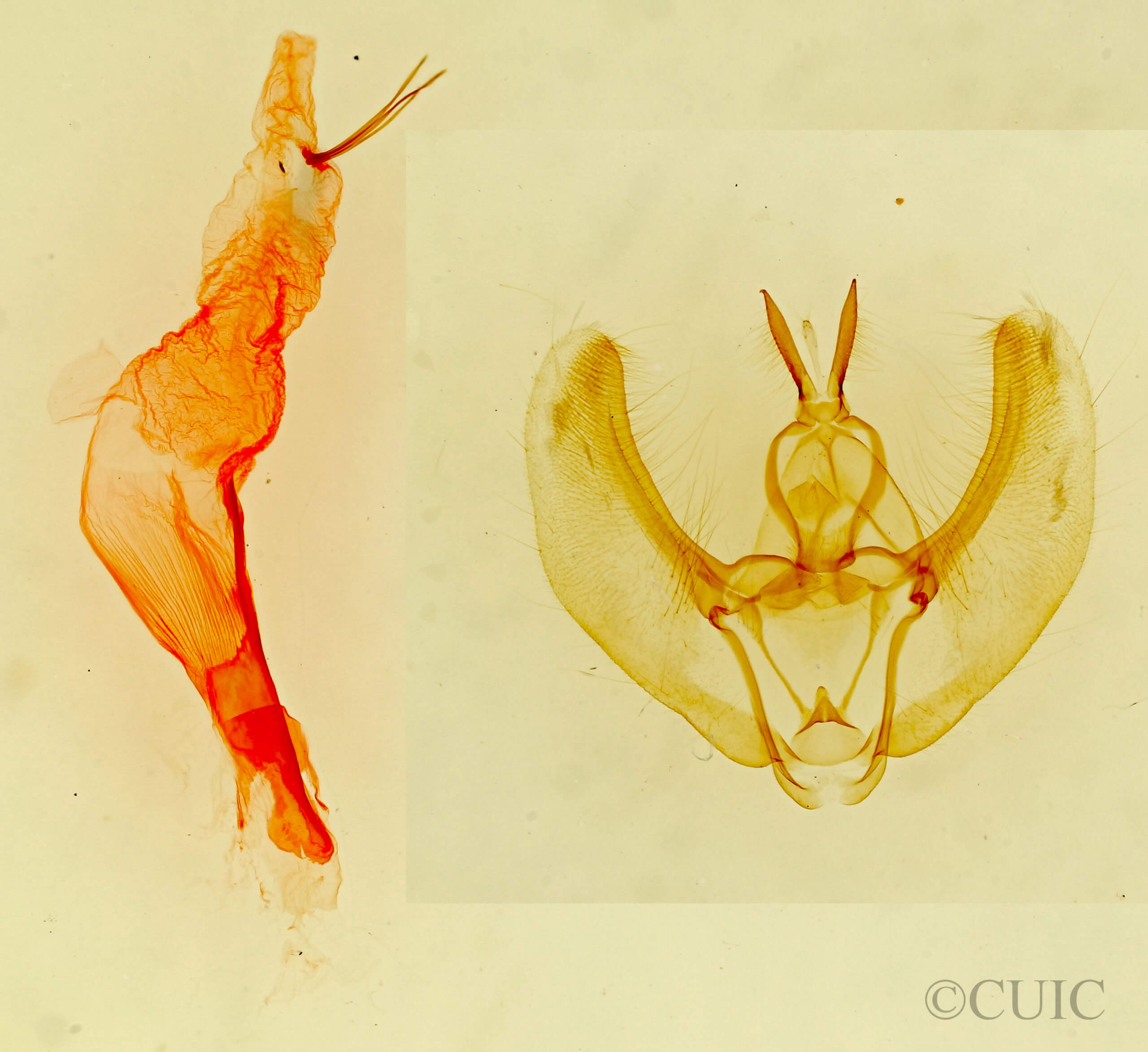 genitalia view of adult Phyllodonta peccataria