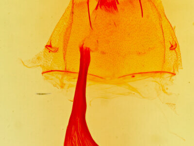 genitalia view of adult Phyllodonta peccataria