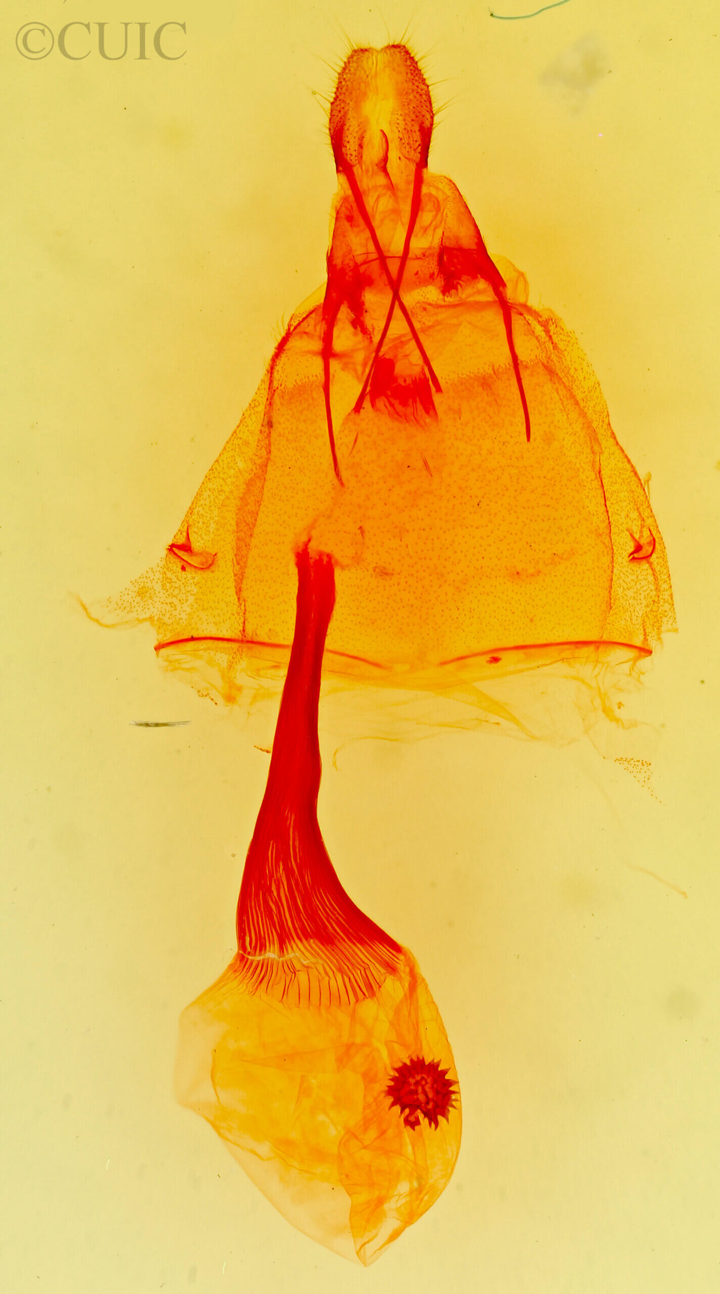 genitalia view of adult Phyllodonta peccataria