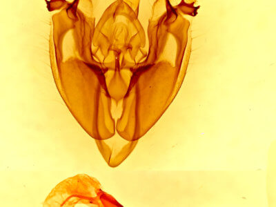 genitalia view of adult Hexorthodes accurata