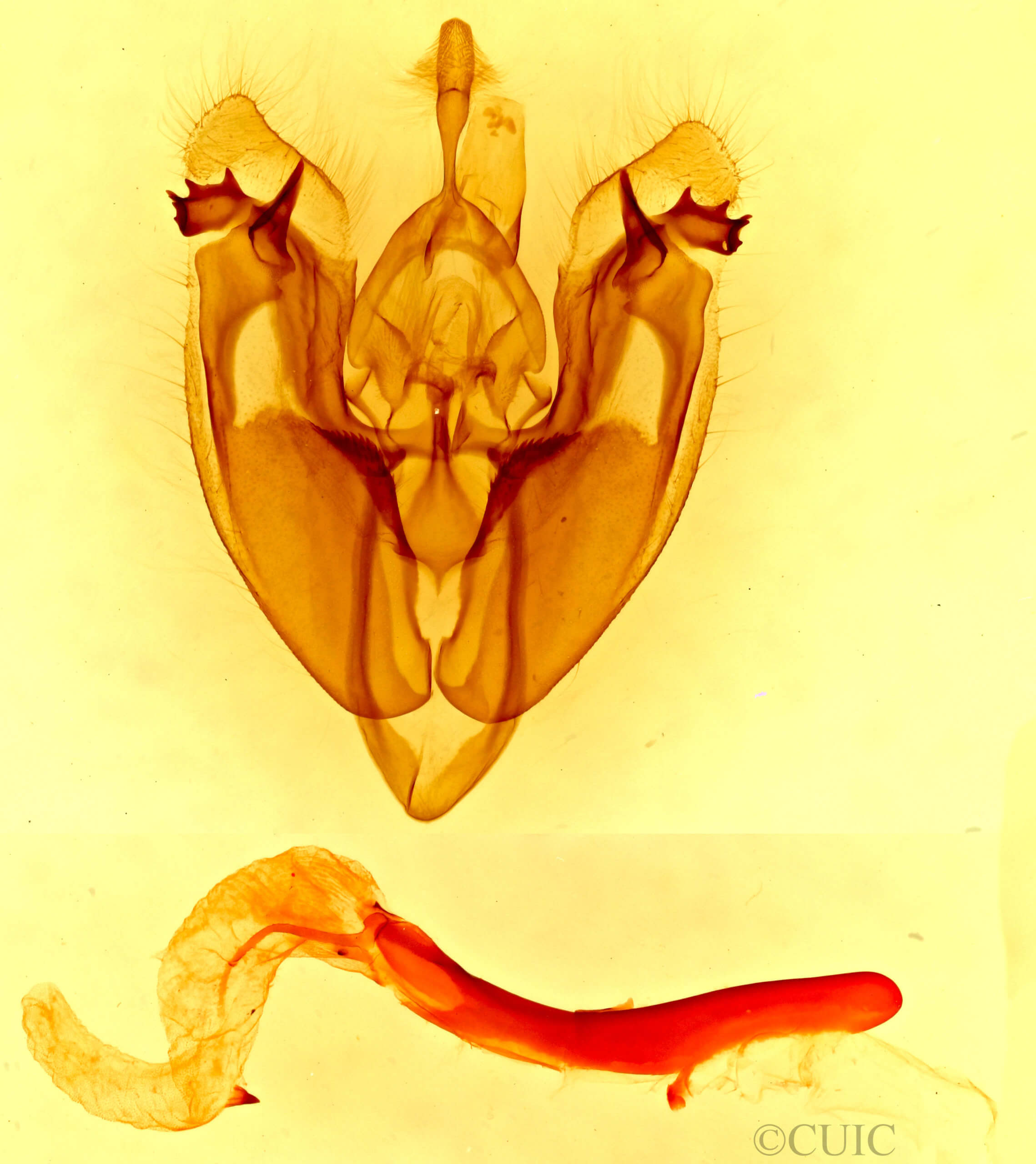 genitalia view of adult Hexorthodes accurata