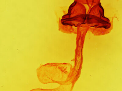 genitalia view of adult Hexorthodes accurata